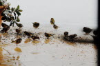 Finches