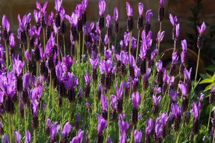 Lavender
