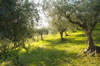 Im Olivenhain